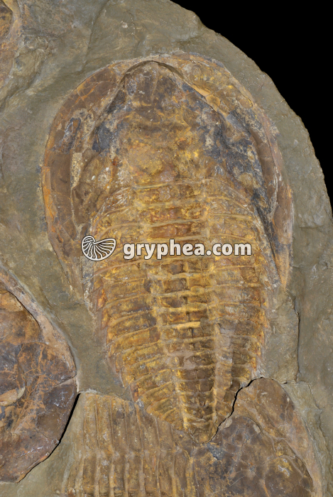 Trilobite - gryphea.org